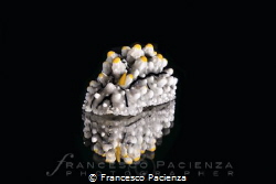 [:b:]Nudi[:/b:] by Francesco Pacienza 